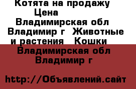 Котята на продажу › Цена ­ 10 000 - Владимирская обл., Владимир г. Животные и растения » Кошки   . Владимирская обл.,Владимир г.